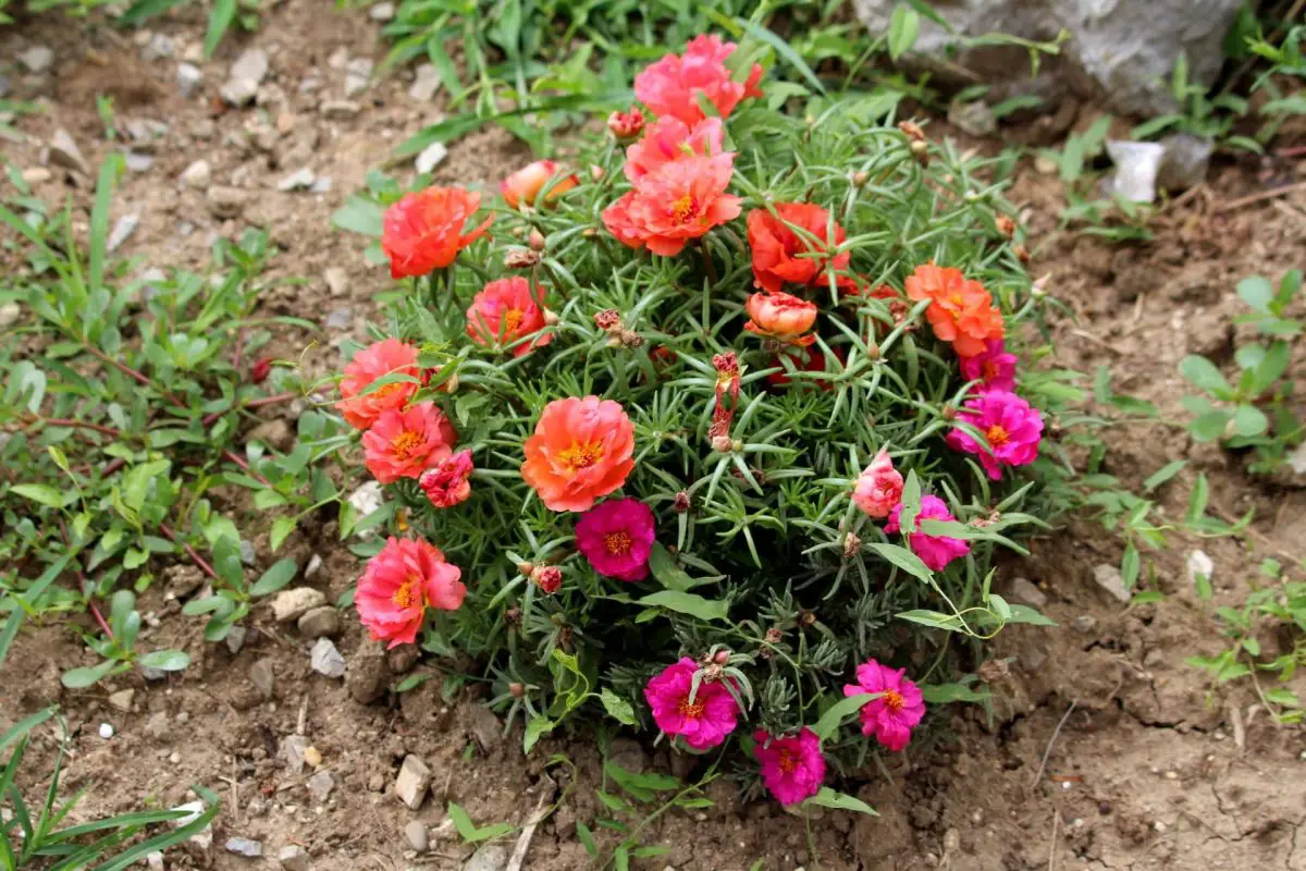 Portulaca grandiflora, como cultivá-la no jardim ou em vasos