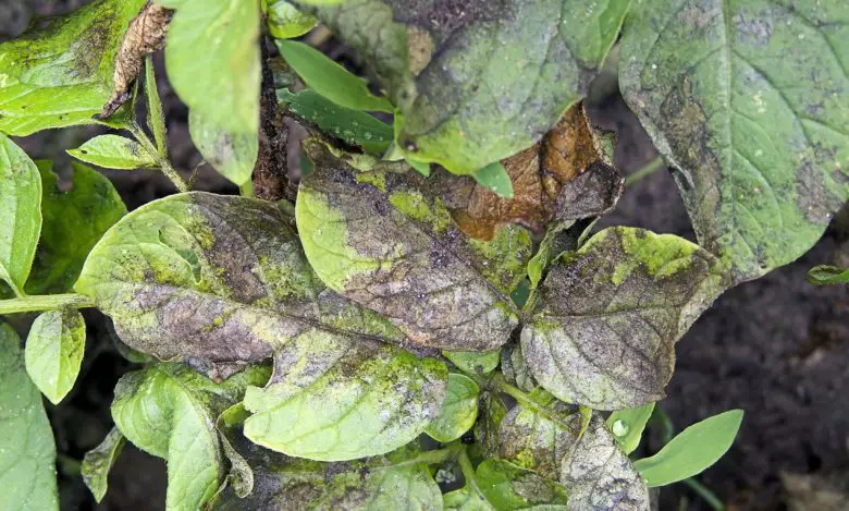 Downy mildew on potato leaves