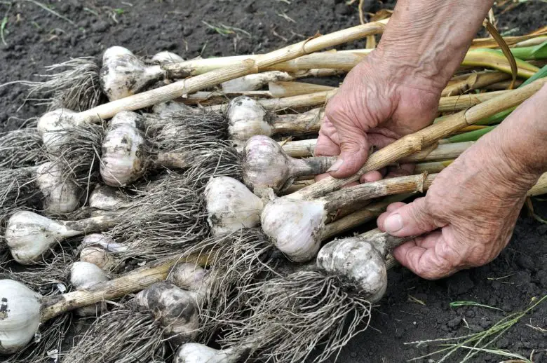 When to harvest garlic