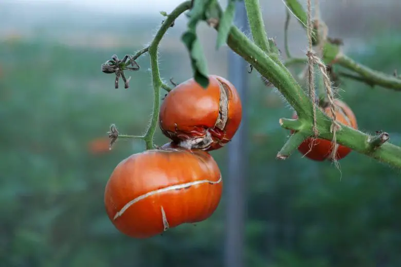 Tomatenfäule