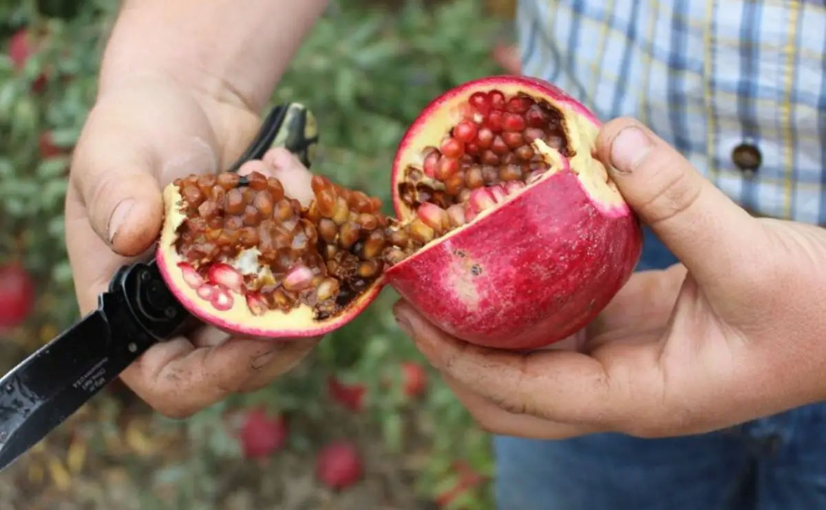 Why does pomegranate have a black heart?  Causes and solutions