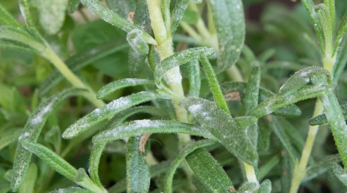 How to get rid of powdery mildew on rosemary plants