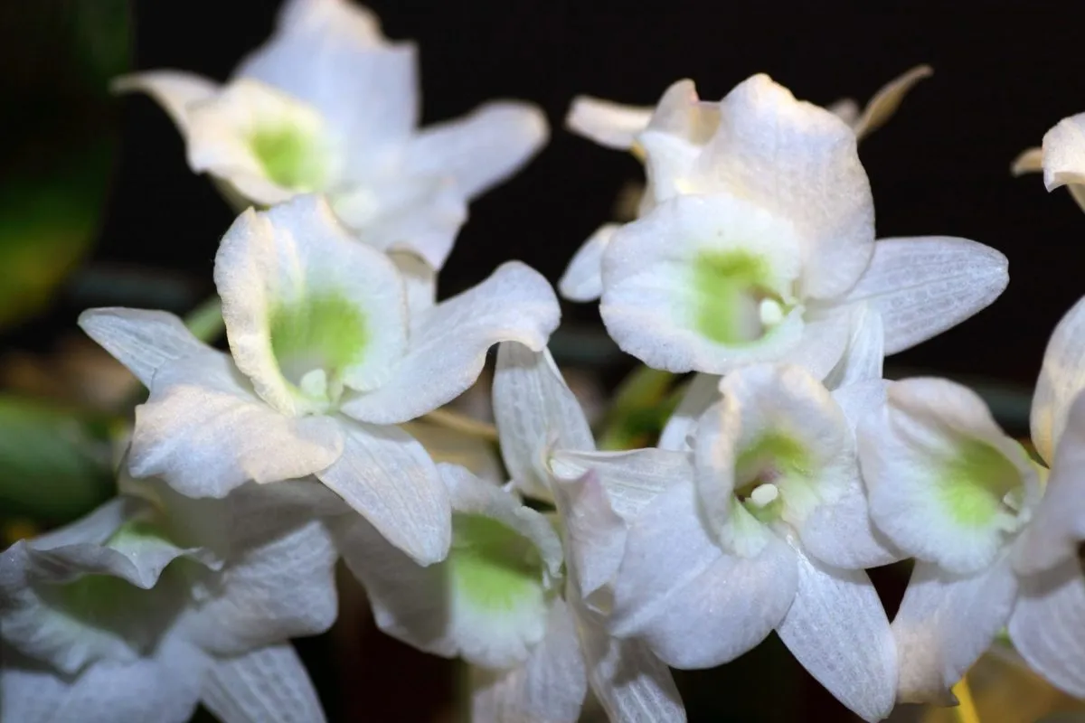 Orquídea de bambú (Dendrobium nobile): cultivo y cuidado