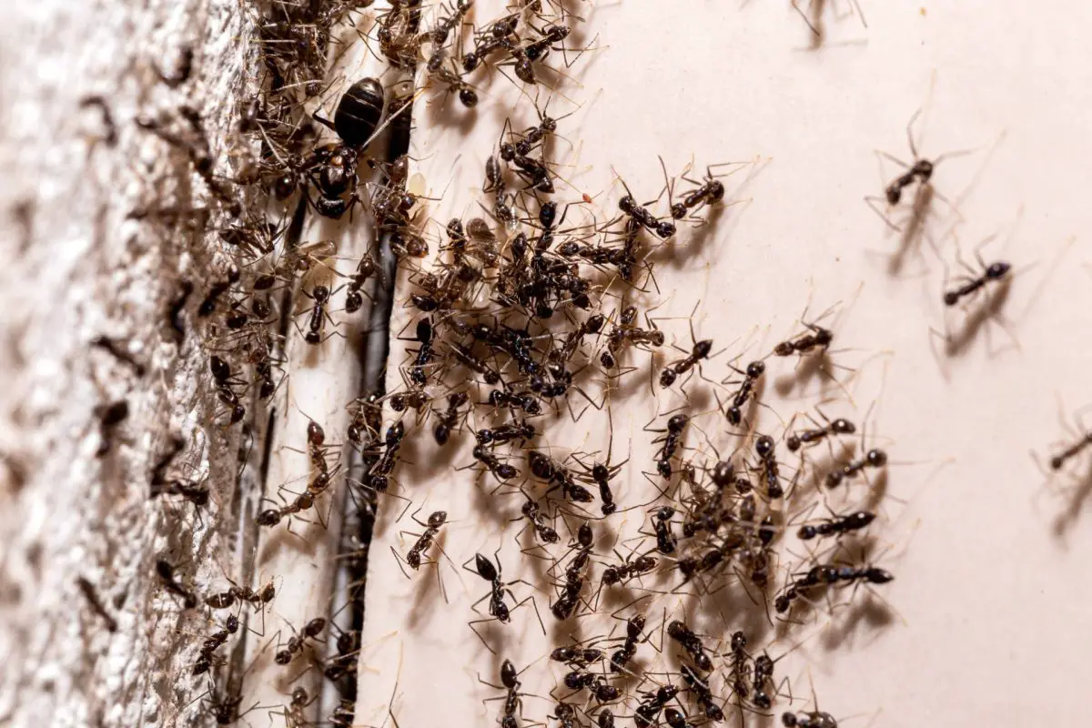 Aquí tienes 3 polvos naturales para despedirte de las hormigas en casa, en la huerta y en el jardín