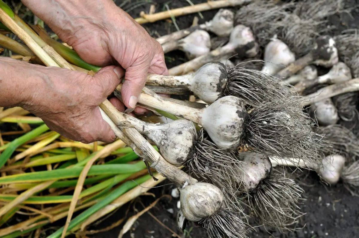 When to harvest garlic in the garden and how to do it