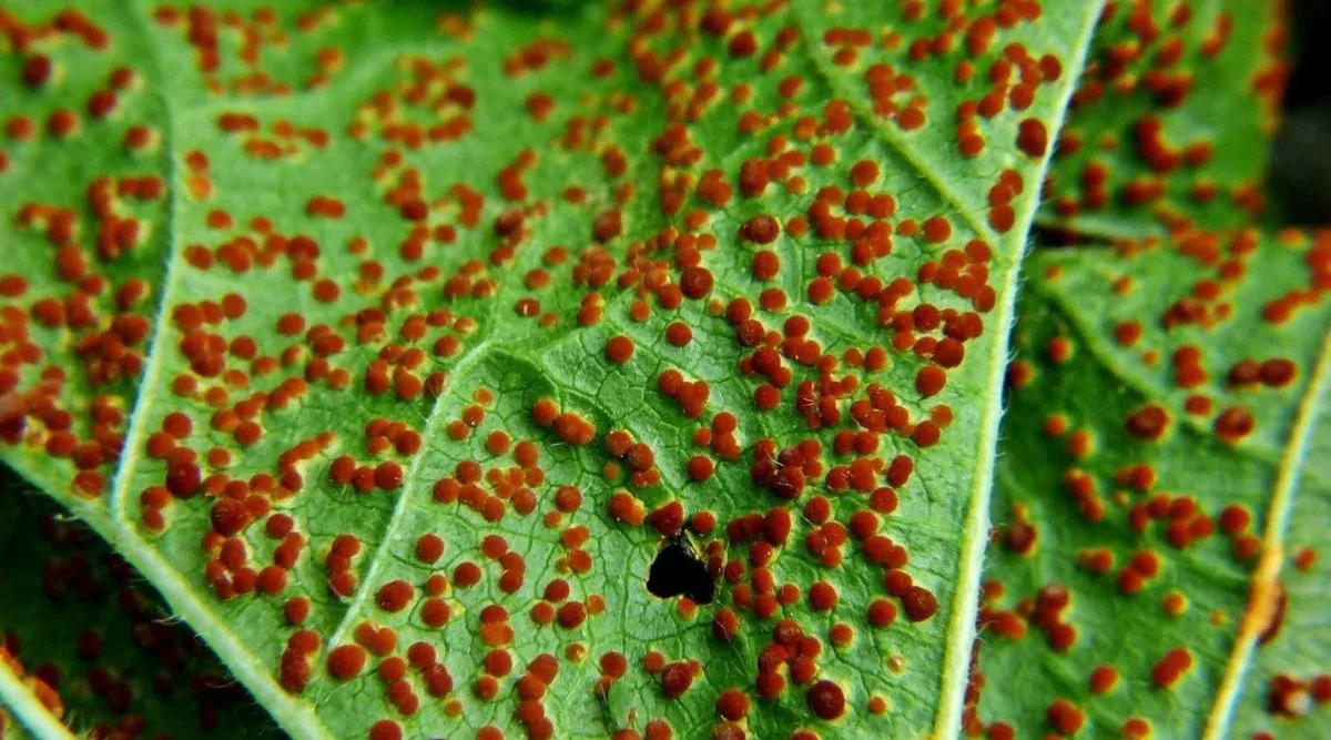 Mallow rust (Puccinia malvacearum).  Damage to plants and biological defense techniques