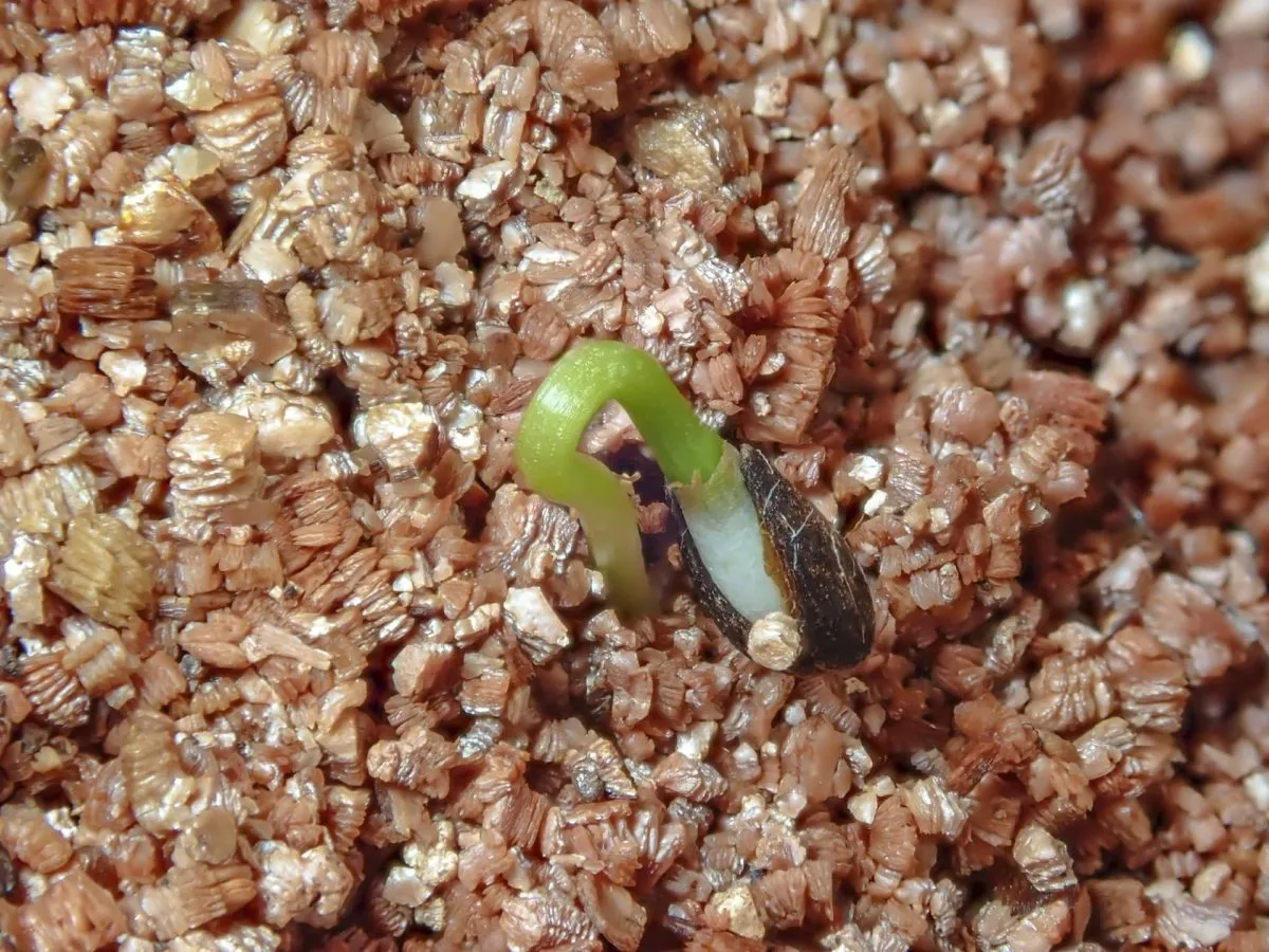 Qué es la vermiculita y por qué es útil para las plantas