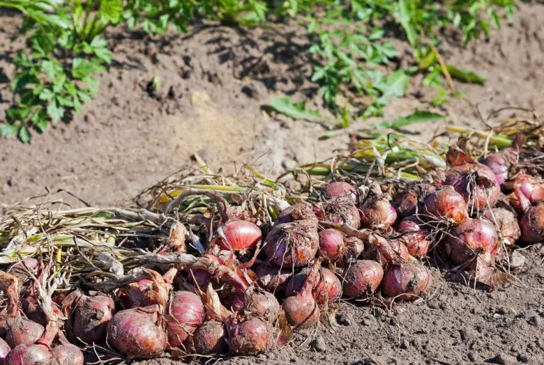Onions after harvesting