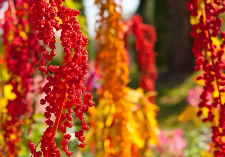 Fleurs de quinoa