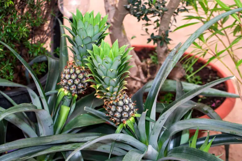 Potted pineapple plants