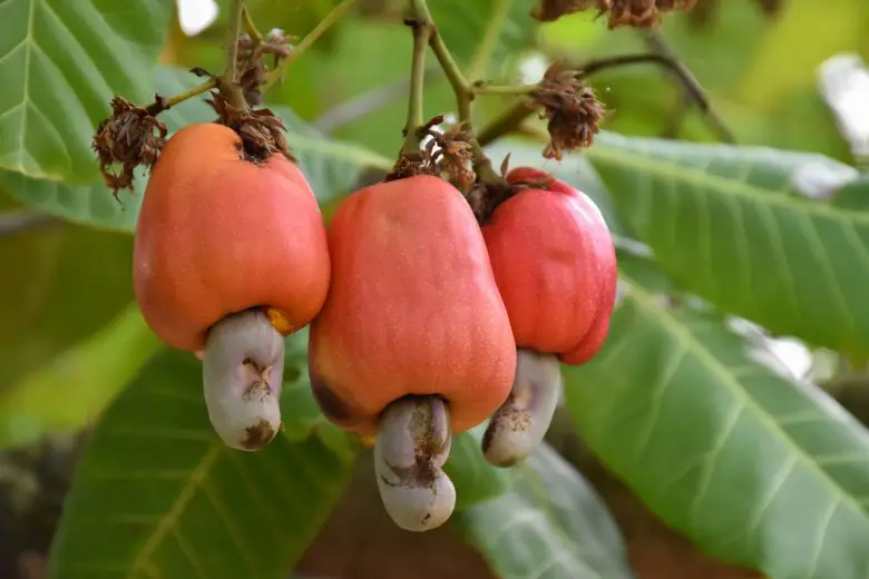Cashew nuts fruits