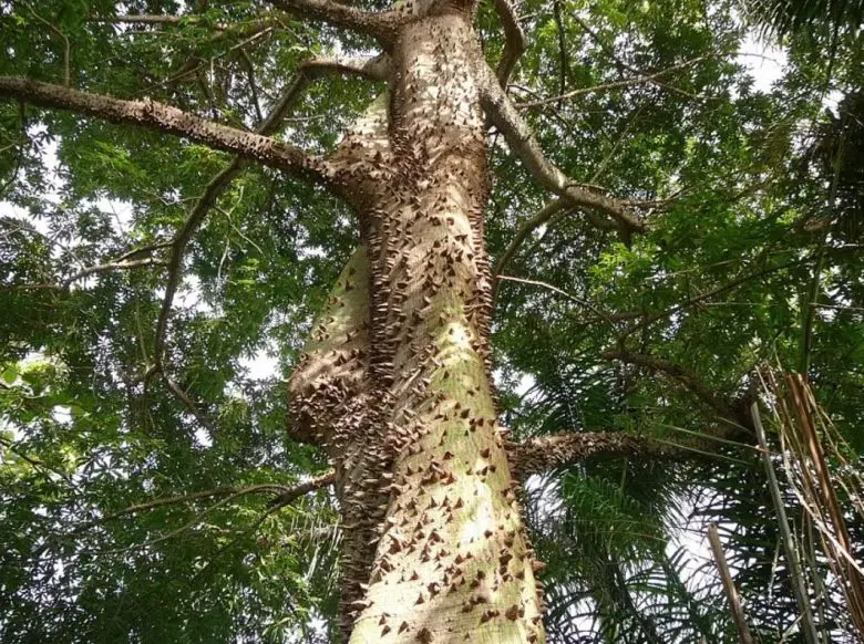 Kapok trunk with thorns