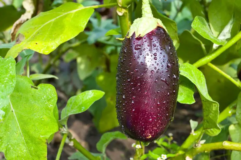 almost ripe eggplant