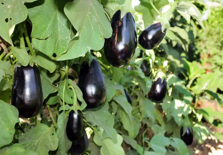 Ready-to-pick aubergines