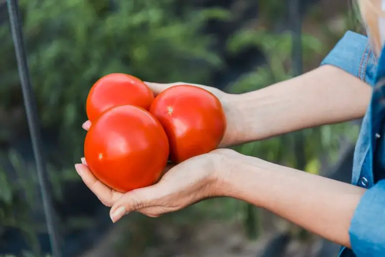 成熟光滑的圆形番茄