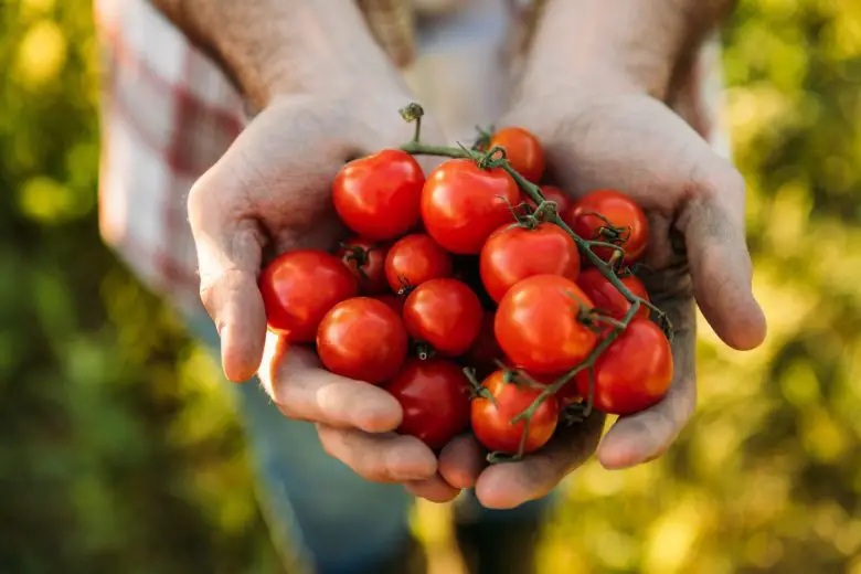 新鲜采摘的藤番茄