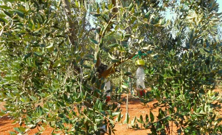 Armadilhas para mosca da oliveira