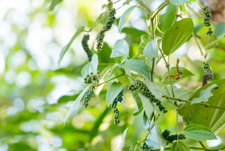 black pepper on the plant