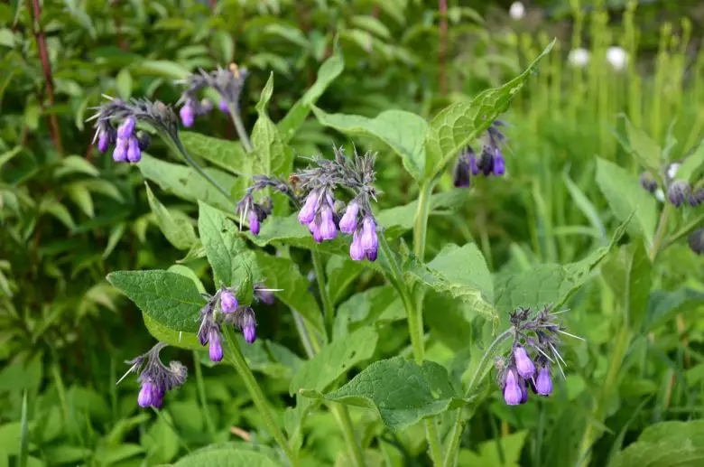 Comfrey leaves and flowers
