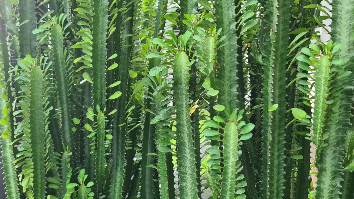 Euphorbia trigona, culture et soin de cette plante succulente