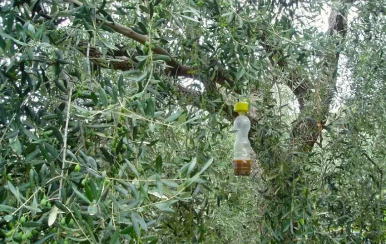 Trampa para moscas de olivo