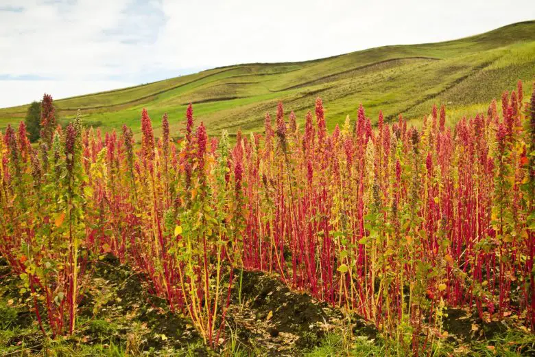 Plantation de quinoa