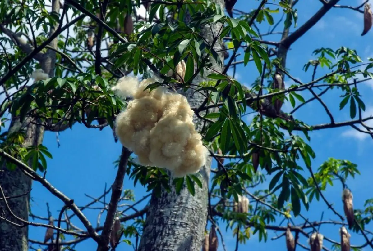 Kapuk (Ceiba pentandra). Karakteristik botani lan panggunaan serat