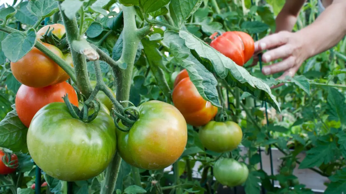 Nalika lan carane njupuk tomat ing taman