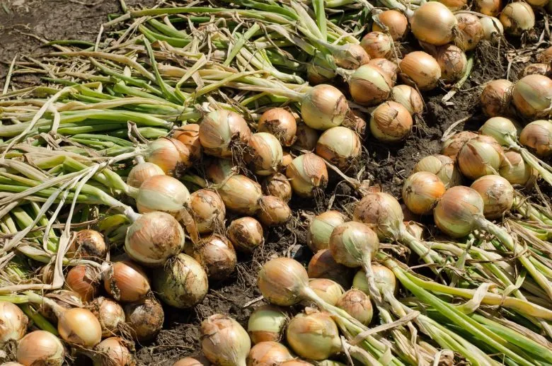 Freshly picked onions