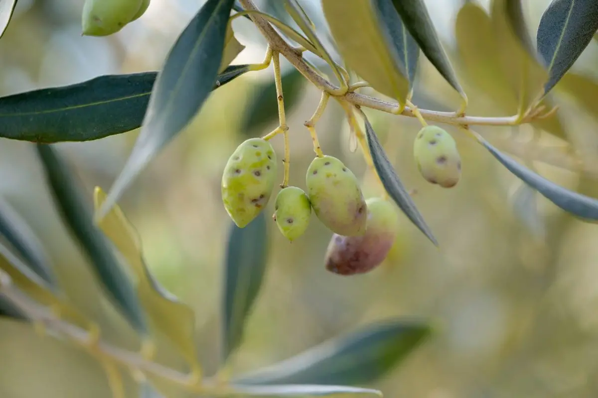 So beseitigen Sie die Olivenfliege mit Futterfallen