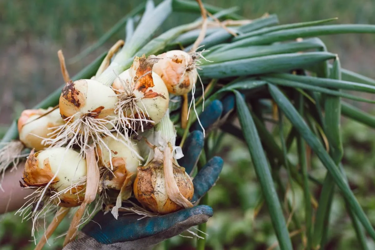 When to harvest onions in the garden and how to keep them for a long time