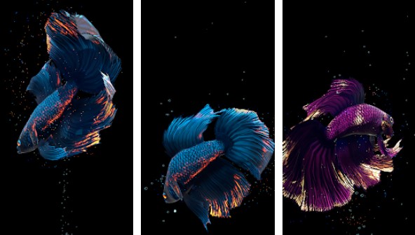 Gameplay screenshot from betta fish for Android