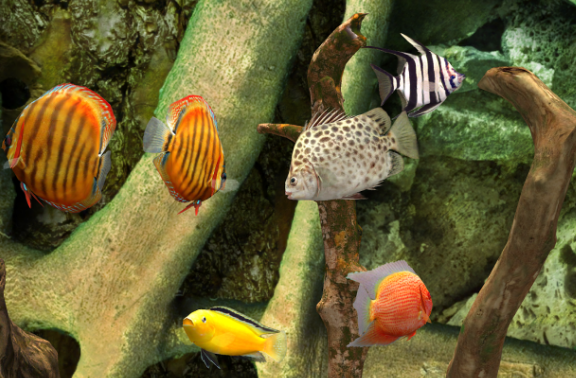 Gameplay screenshot from mylake 3d aquarium for Android