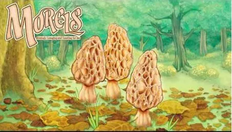  Morels