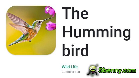the hummingbird
