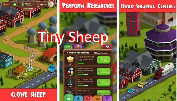 tiny sheep
